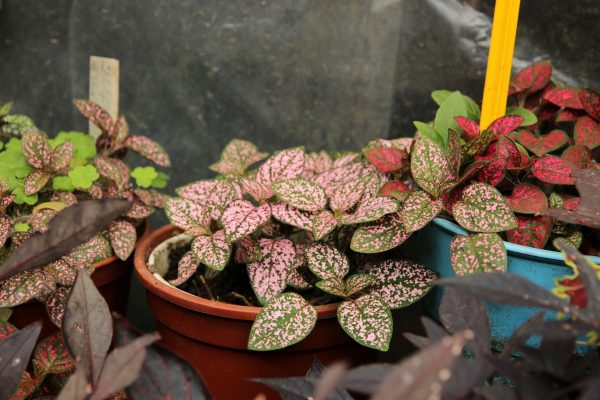 嫣紅蔓（Hypoestes phyllostachya）