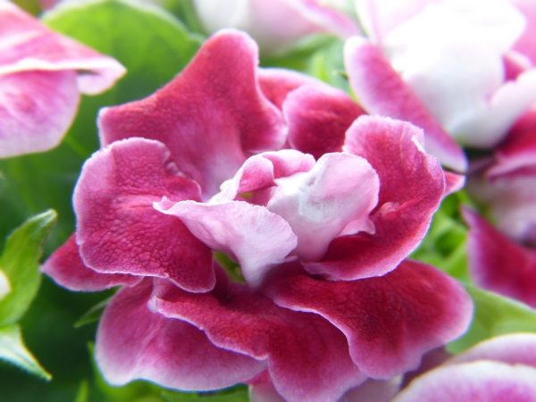 大岩桐（Sinningia speciosa）