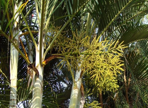 黃椰子（Dypsis lutescens ）：圖片 2