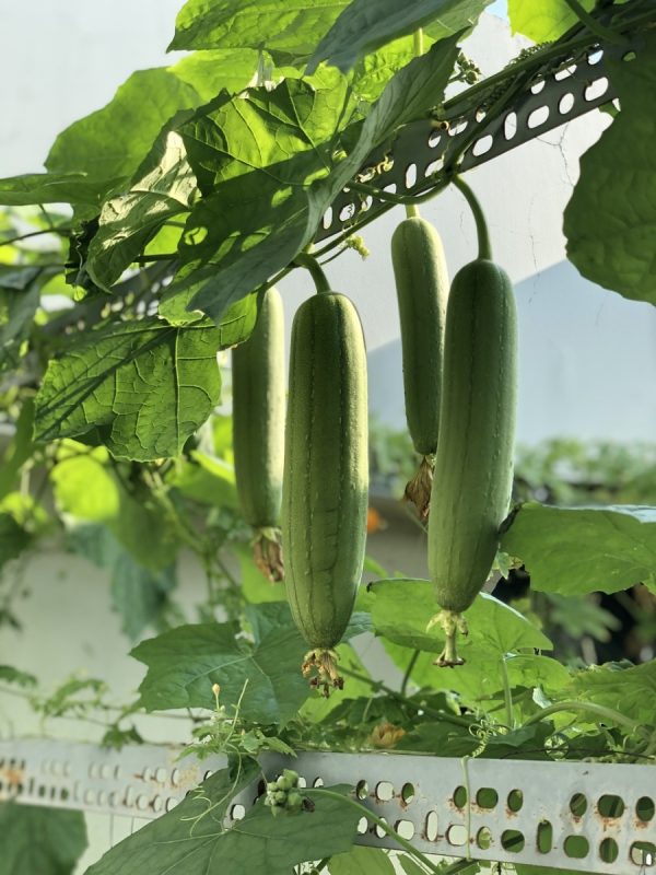 絲瓜（Luffa cylindrica）