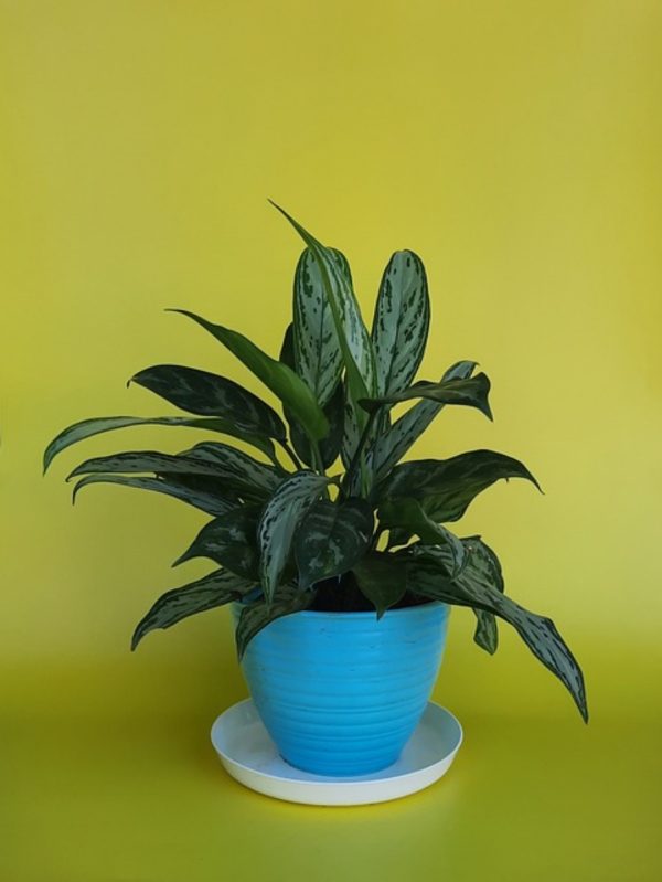 粗肋草（Aglaonema spp.）：圖片 3