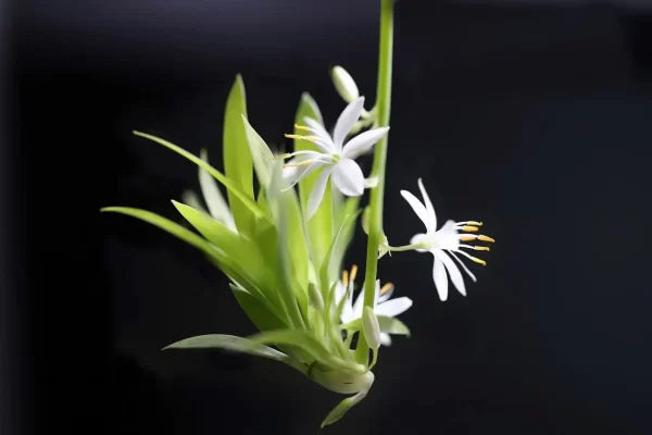 吊蘭（千葉吊蘭、Chlorophytum comosum）：圖片 2