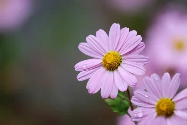 波斯菊（大波斯菊、Cosmos）：圖片 2