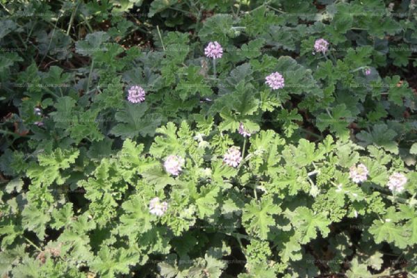 防蚊草（防蚊樹、citrosa geranium）：圖片 4