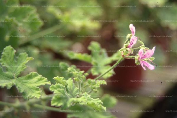 防蚊草（防蚊樹、citrosa geranium）：圖片 2