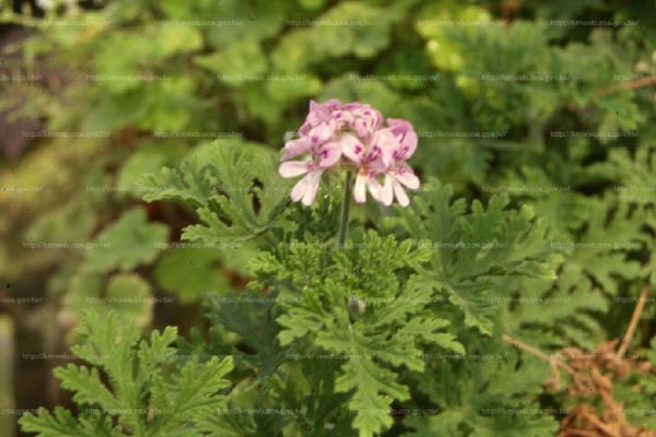 防蚊草（防蚊樹、citrosa geranium）