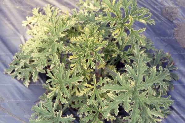 防蚊草（防蚊樹、citrosa geranium）：圖片 3