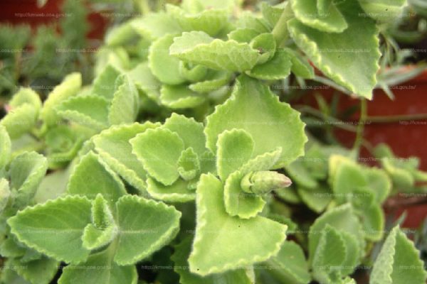 到手香（Plectranthus amboinicus）：圖片 2