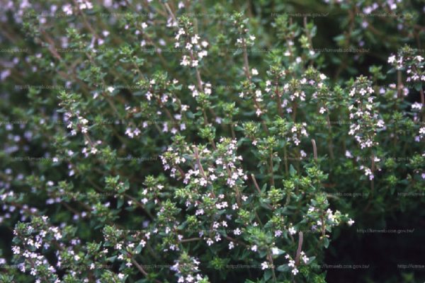 百里香（Thyme）：圖片 4