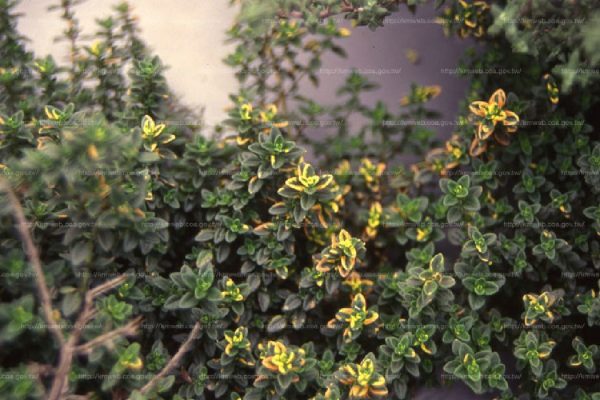 百里香（Thyme）：圖片 3