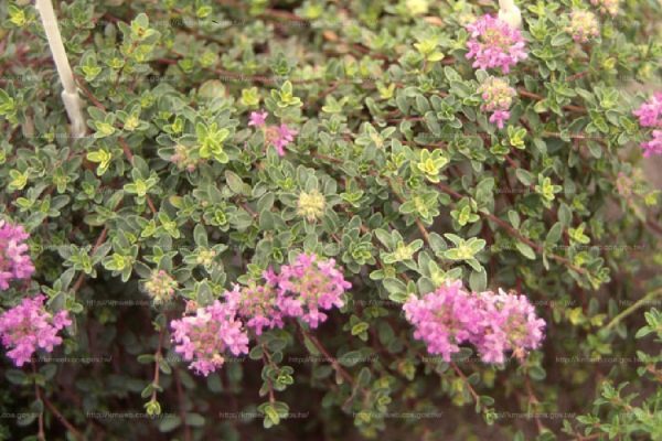 百里香（Thyme）