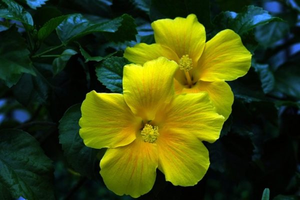 朱槿（扶桑、Hibiscus rosa-sinensis）