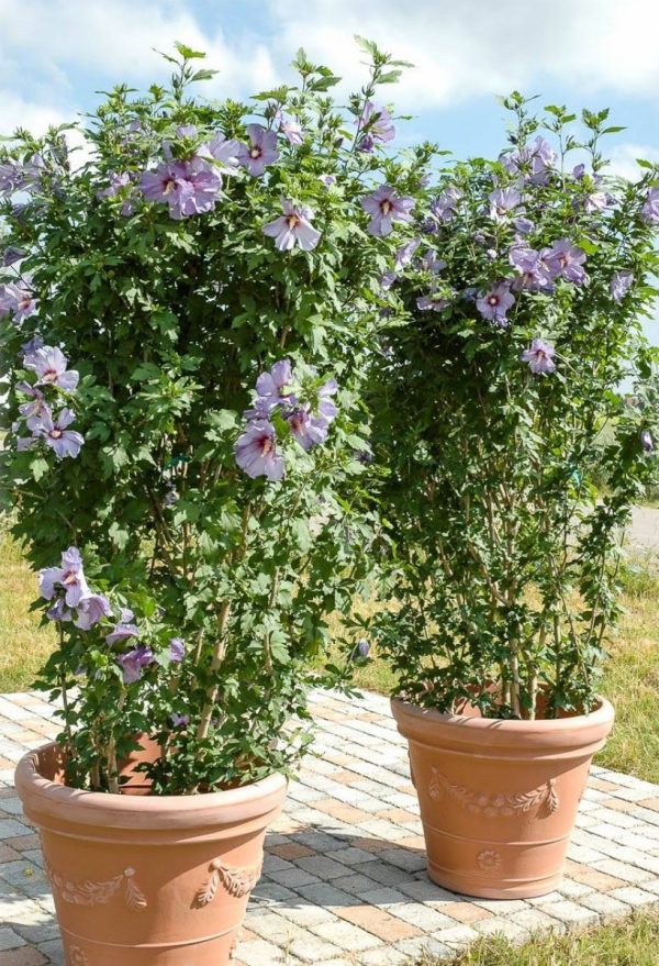 木芙蓉（木槿、Hibiscus syriacus）：圖片 3