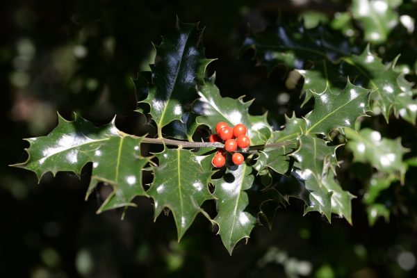 冬青（Ilex spp.）：圖片 2