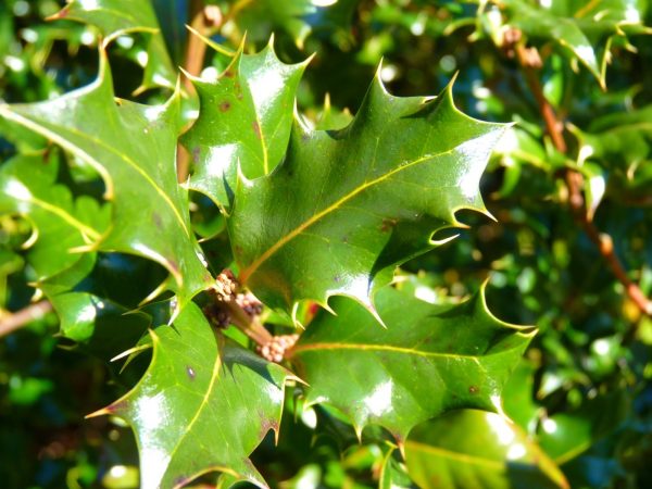 冬青（Ilex spp.）