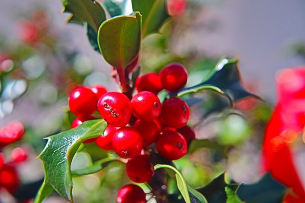 冬青（Ilex spp.）：圖片 3