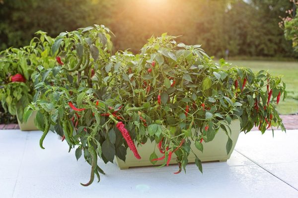辣椒（Capsicum spp.）：圖片 3