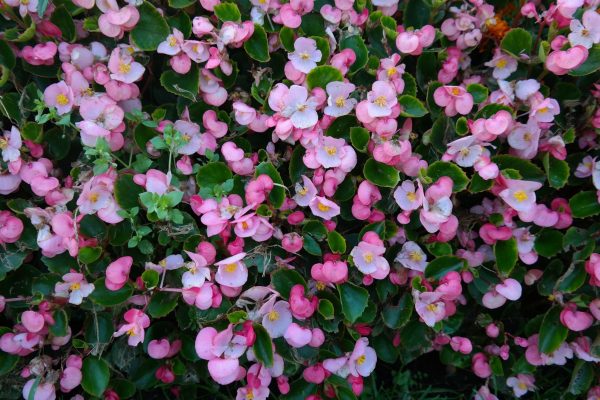 法國秋海棠（大王秋海棠、Begonia rex-cultorum）：圖片 4