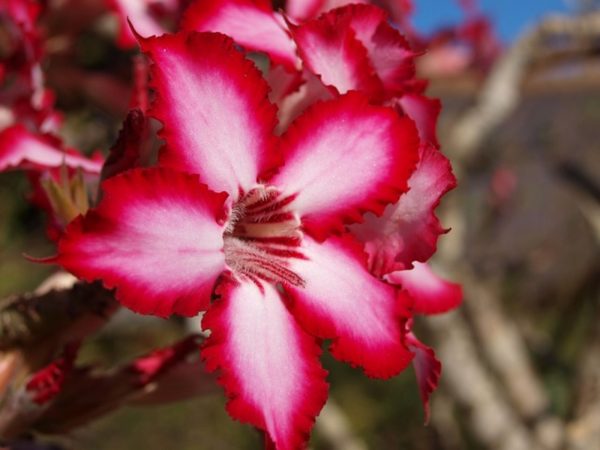 沙漠玫瑰（Adenium obesum）
