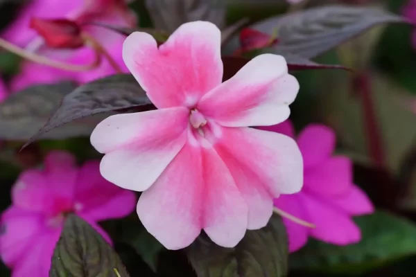 新幾內亞鳳仙（Impatiens hawkeri）：圖片 2