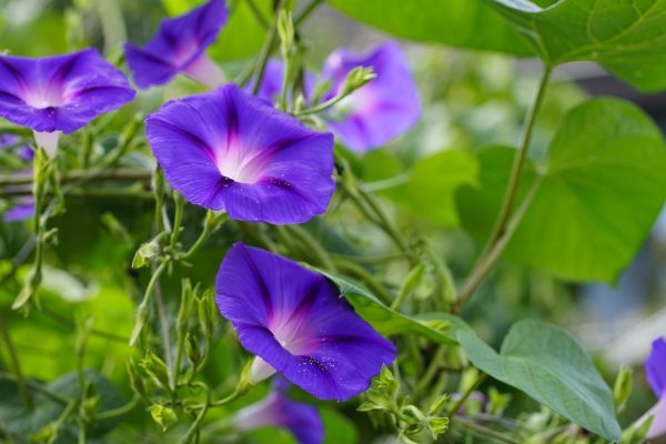 牽牛花（Ipomoea spp.）：圖片 2