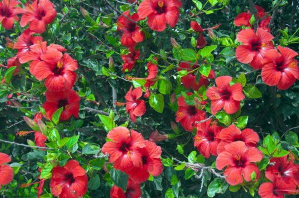 朱槿（扶桑、Hibiscus rosa-sinensis）：圖片 4