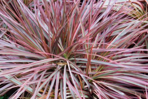 五彩千年木（Dracaena marginata 'Colorama'）：圖片 2