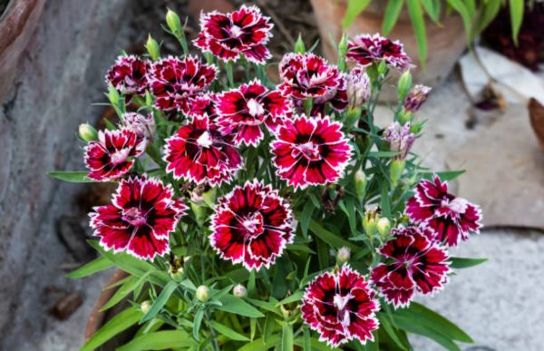 石竹（Dianthus）：圖片 3