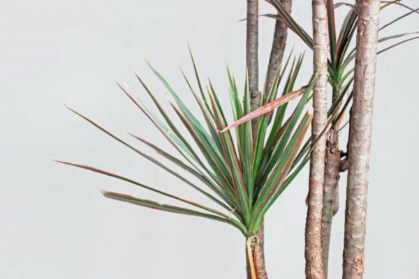 五彩千年木（Dracaena marginata 'Colorama'）