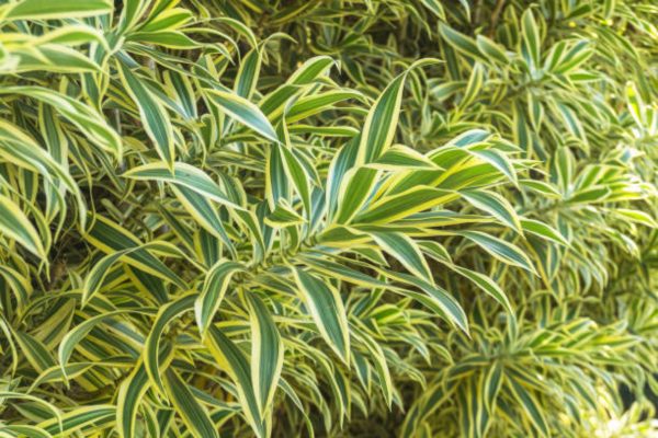 百合竹（ Dracaena reflexa）
