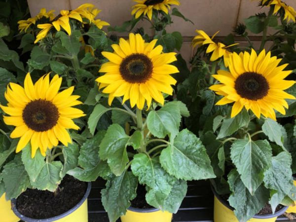 向日葵（Helianthus annuus）：圖片 3