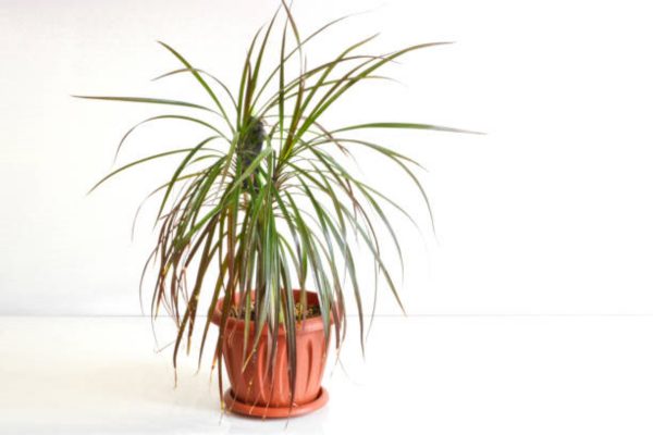 五彩千年木（Dracaena marginata 'Colorama'）：圖片 3