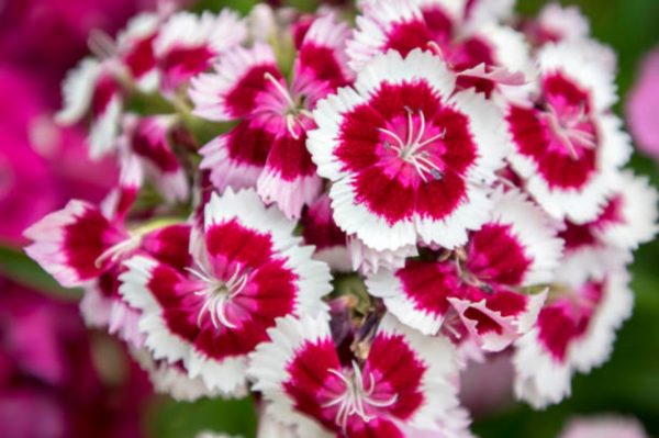五彩石竹（Dianthus chinensis）：圖片 2