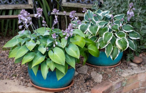 玉簪（Hosta spp.）：圖片 3