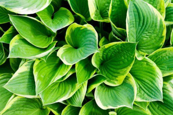 玉簪（Hosta spp.）：圖片 2