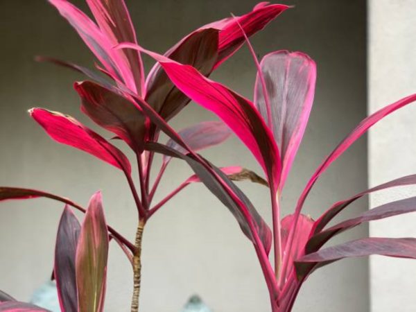 朱蕉（Cordyline fruticosa）