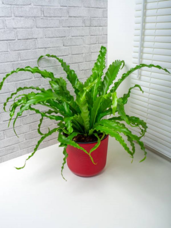 山蘇（鳥巢蕨、Asplenium nidus）：圖片 3