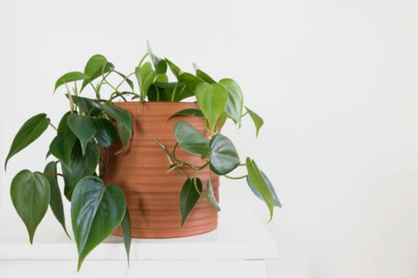 心葉蔓綠絨（Philodendron hederaceum）：圖片 3