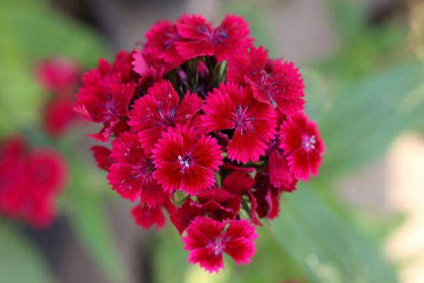 五彩石竹（Dianthus chinensis）