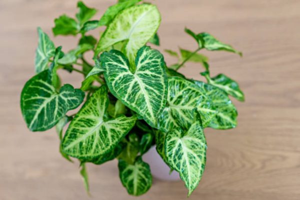 合果芋（Syngonium podophyllum）