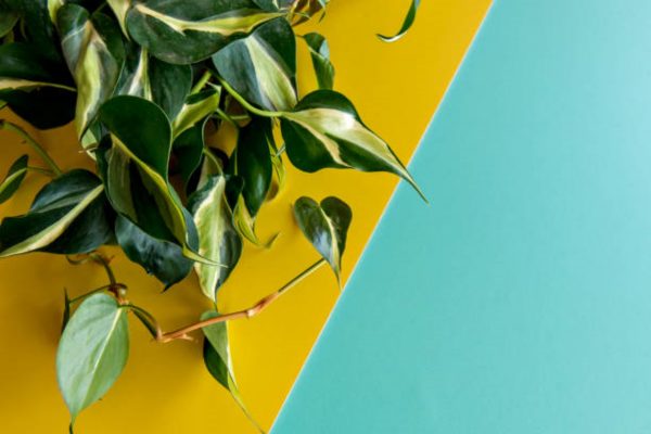 心葉蔓綠絨（Philodendron hederaceum）：圖片 2