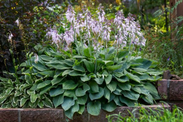 玉簪（Hosta spp.）
