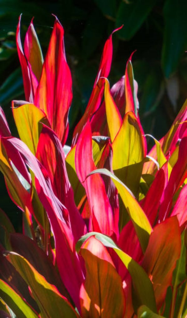 朱蕉（Cordyline fruticosa）：圖片 2