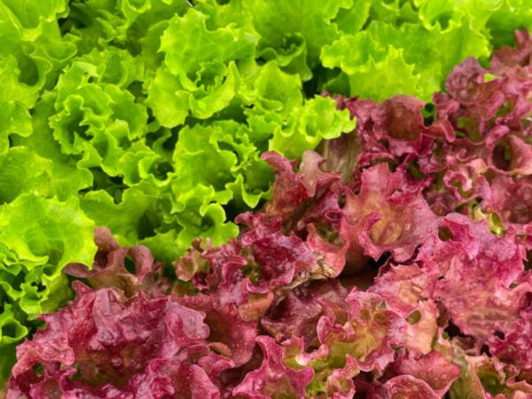 生菜 （萵苣、Leaf Lettuce）：圖片 4