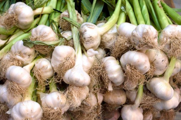 大蒜（Garlic）：圖片 2