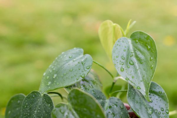 心葉蔓綠絨（Philodendron hederaceum）