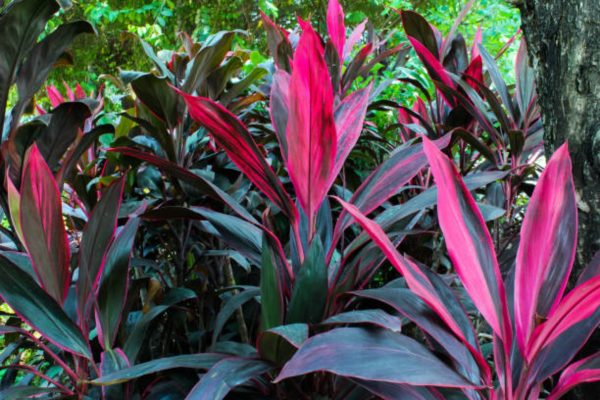 朱蕉（Cordyline fruticosa）：圖片 3