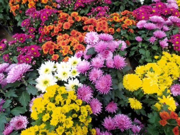 小菊（Chrysanthemum indicum）：圖片 4