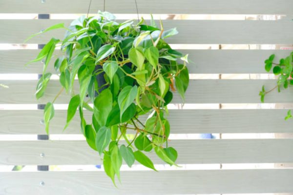 心葉蔓綠絨（Philodendron hederaceum）：圖片 4