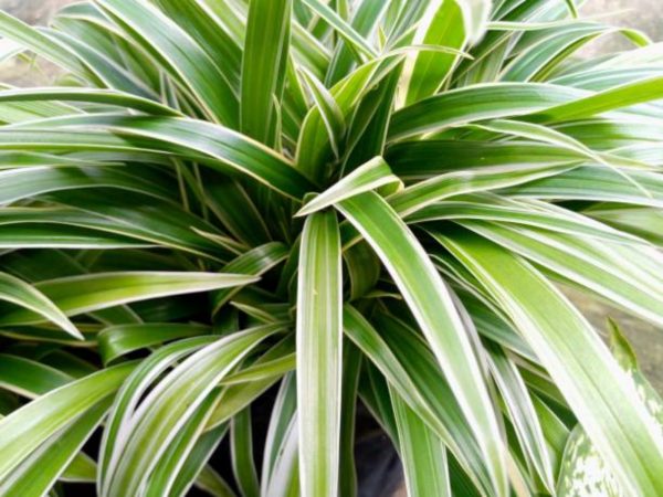 吊蘭（千葉吊蘭、Chlorophytum comosum）